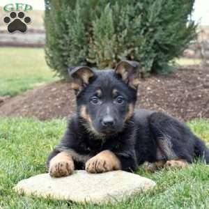 Cassie, German Shepherd Puppy