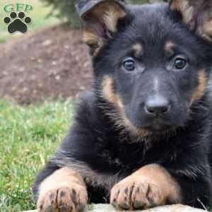 Cassie, German Shepherd Puppy