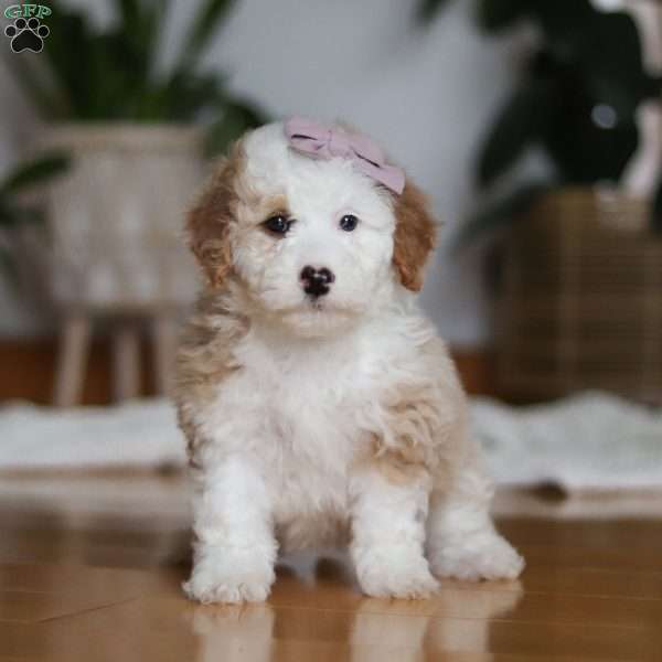 Cassie, Sheepadoodle Puppy