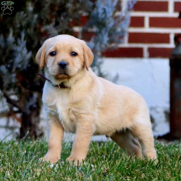 Cayson, Fox Red Labrador Retriever Puppy