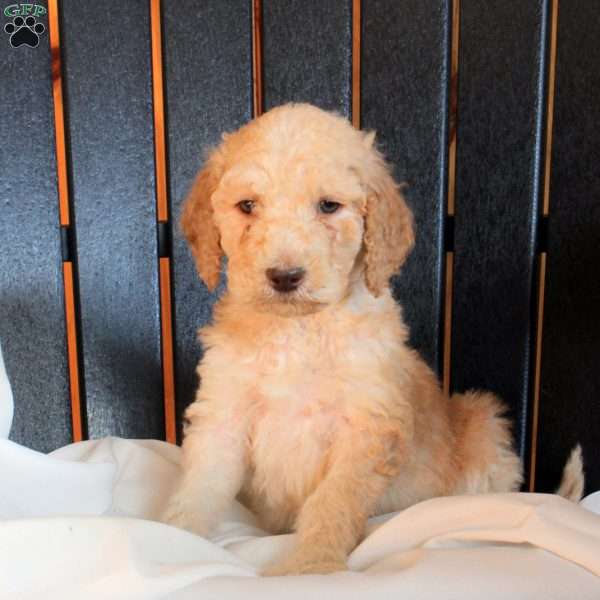 Cedric, Goldendoodle Puppy