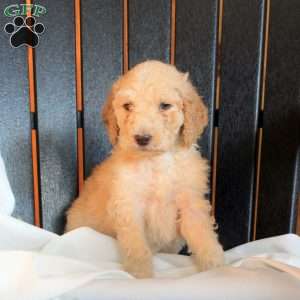Cedric, Goldendoodle Puppy