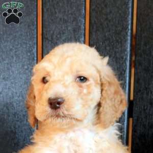 Cedric, Goldendoodle Puppy