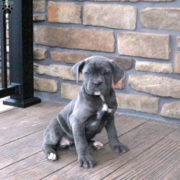 Chai, Cane Corso Puppy