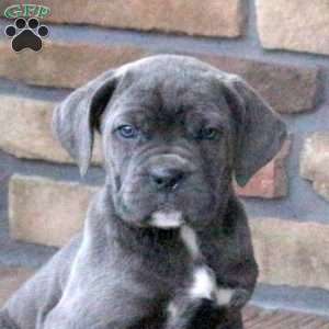 Chai, Cane Corso Puppy