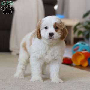Champ, Cavapoo Puppy