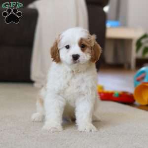 Champ, Cavapoo Puppy