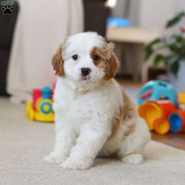 Champ, Cavapoo Puppy