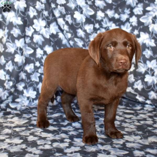 Champ, Chocolate Labrador Retriever Puppy