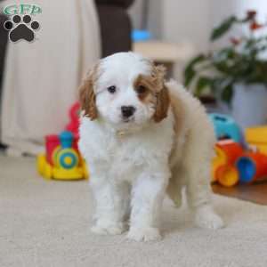 Champ, Cavapoo Puppy