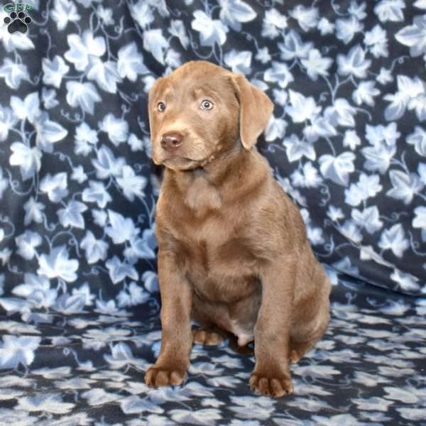 Chance, Silver Labrador Retriever Puppy