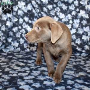 Chance, Silver Labrador Retriever Puppy
