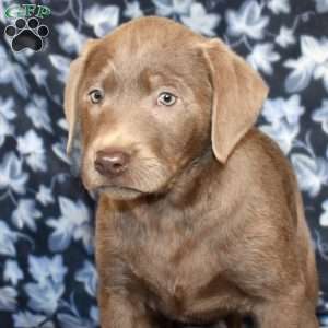 Chance, Silver Labrador Retriever Puppy