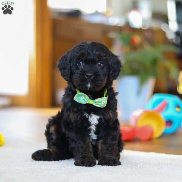 Chance, Cavapoo Puppy