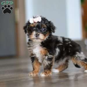 Chanel, Yorkie Poo Puppy