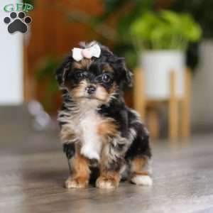 Chanel, Yorkie Poo Puppy