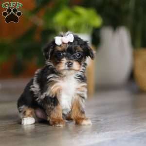 Chanel, Yorkie Poo Puppy