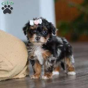 Chanel, Yorkie Poo Puppy