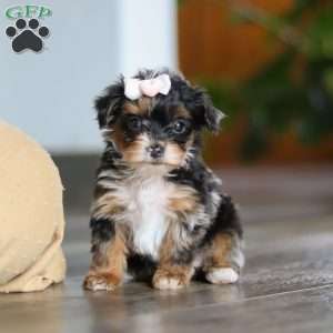 Chanel, Yorkie Poo Puppy