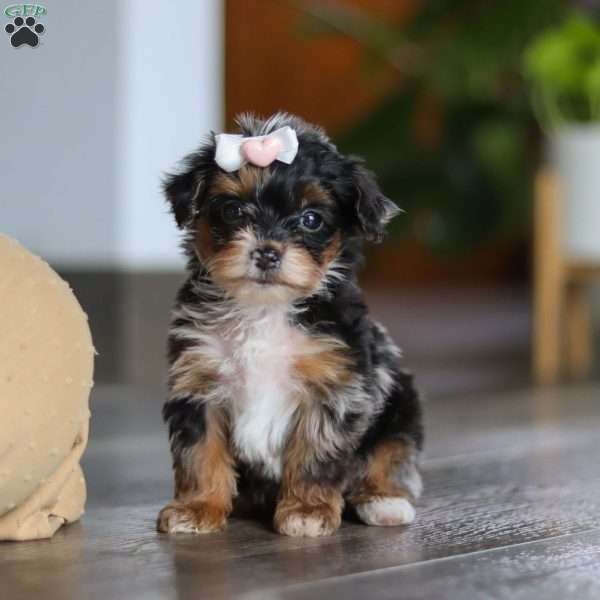Chanel, Yorkie Poo Puppy