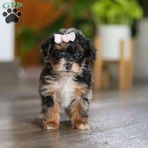 Chanel, Yorkie Poo Puppy