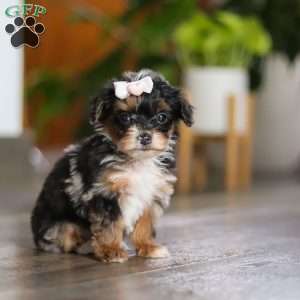 Chanel, Yorkie Poo Puppy