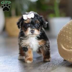Chanel, Yorkie Poo Puppy