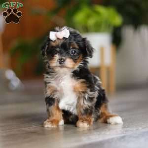 Chanel, Yorkie Poo Puppy