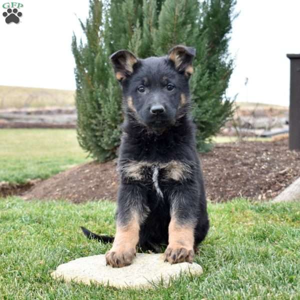 Charger, German Shepherd Puppy