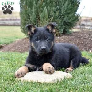 Charger, German Shepherd Puppy