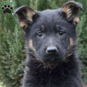 Charger, German Shepherd Puppy
