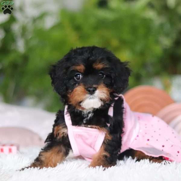 Charity, Cavapoo Puppy