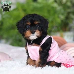 Charity, Cavapoo Puppy