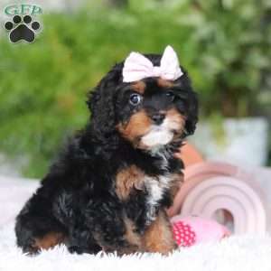 Charity, Cavapoo Puppy