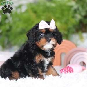 Charity, Cavapoo Puppy