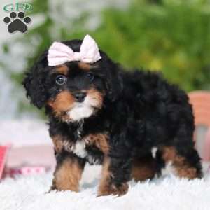 Charity, Cavapoo Puppy