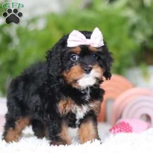 Charity, Cavapoo Puppy