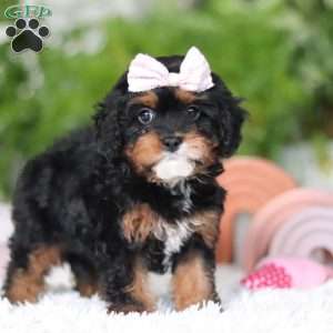 Charity, Cavapoo Puppy