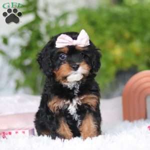 Charity, Cavapoo Puppy