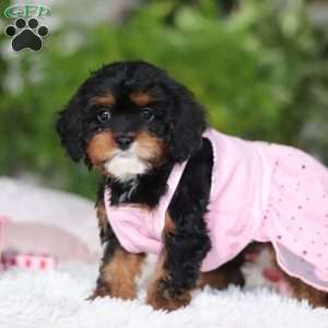 Charity, Cavapoo Puppy