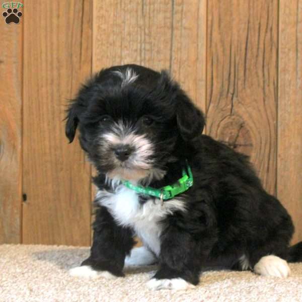 Charli, Havanese Puppy