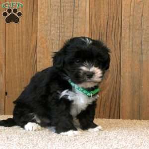 Charli, Havanese Puppy
