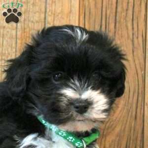 Charli, Havanese Puppy