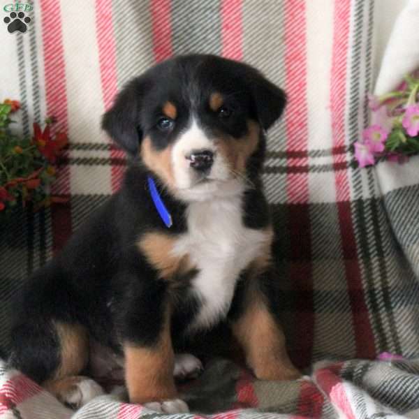 Charlie, Greater Swiss Mountain Dog Puppy