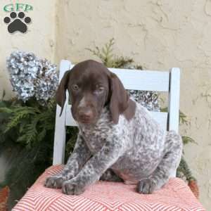 Charlie, German Shorthaired Pointer Puppy