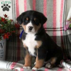 Charlie, Greater Swiss Mountain Dog Puppy