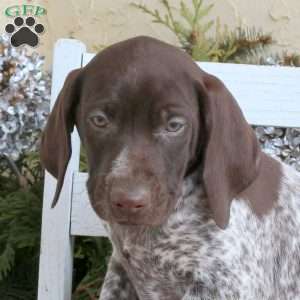 Charlie, German Shorthaired Pointer Puppy