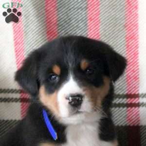 Charlie, Greater Swiss Mountain Dog Puppy