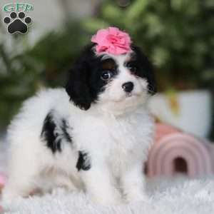 Charlotte, Cavapoo Puppy