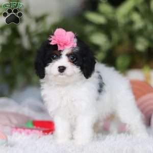 Charlotte, Cavapoo Puppy
